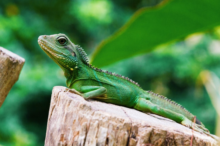 green-iguana